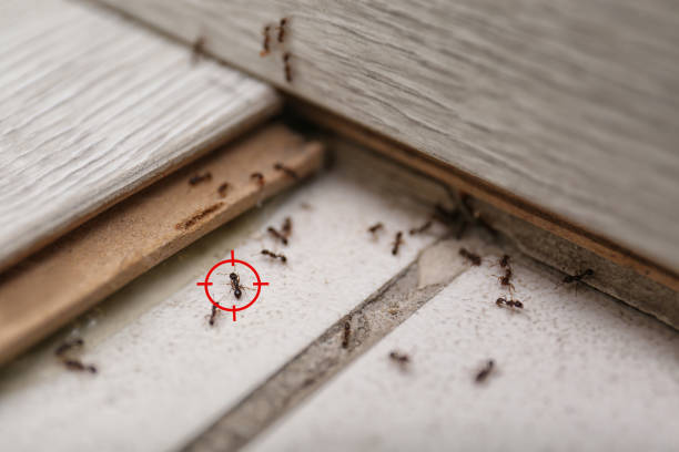 Best Best Pest Control Companies  in San Anselmo, CA