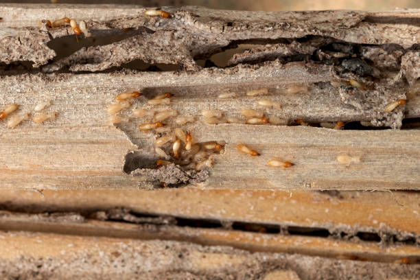 Best Exterminator Services  in San Anselmo, CA