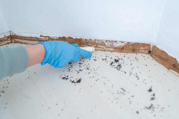 Best Termite Control Services  in San Anselmo, CA